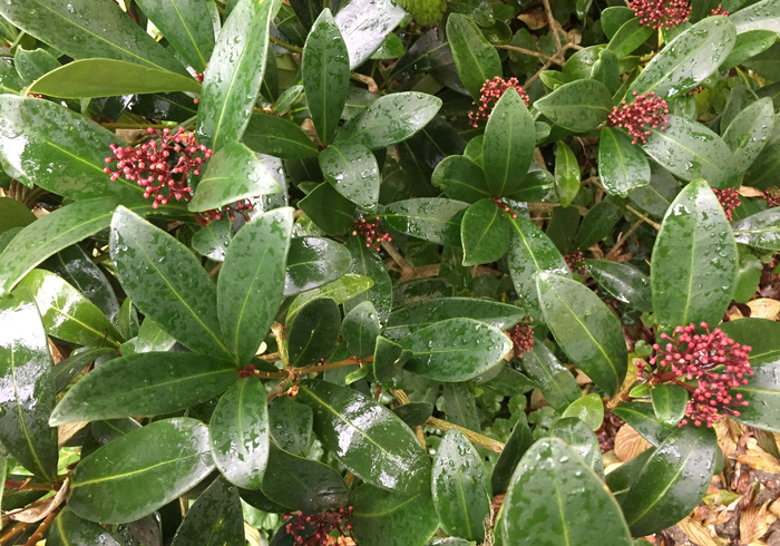 05.skimmia