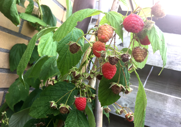Frambozen raspberries