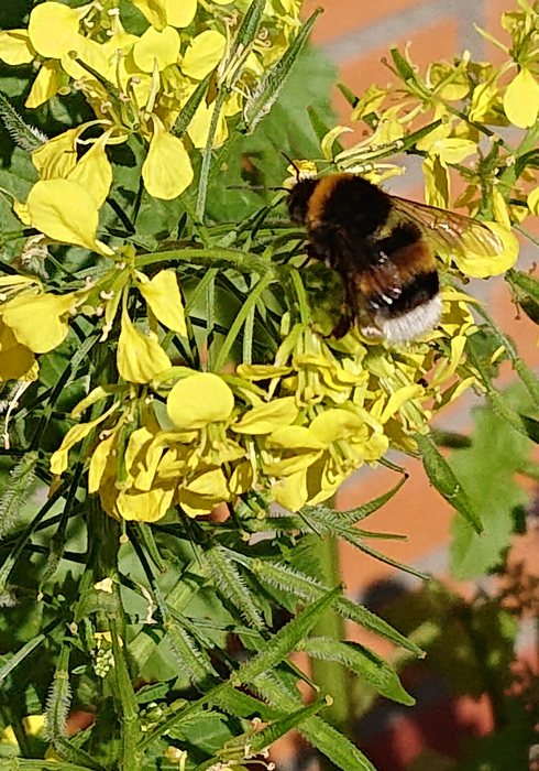 Hommel 01