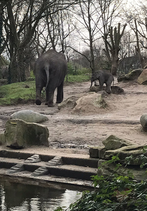 Blijdorp zoo 02