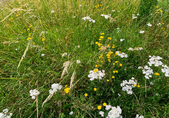 Gras krans sidepicll