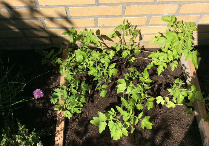 Redo kitchen garden 10
