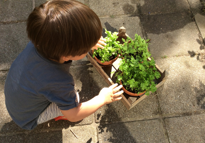 Vegetable garden sidepic