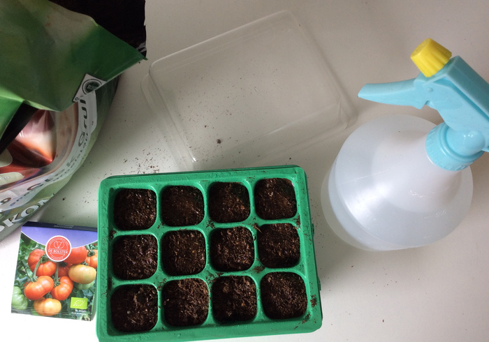 Tomato plants 05