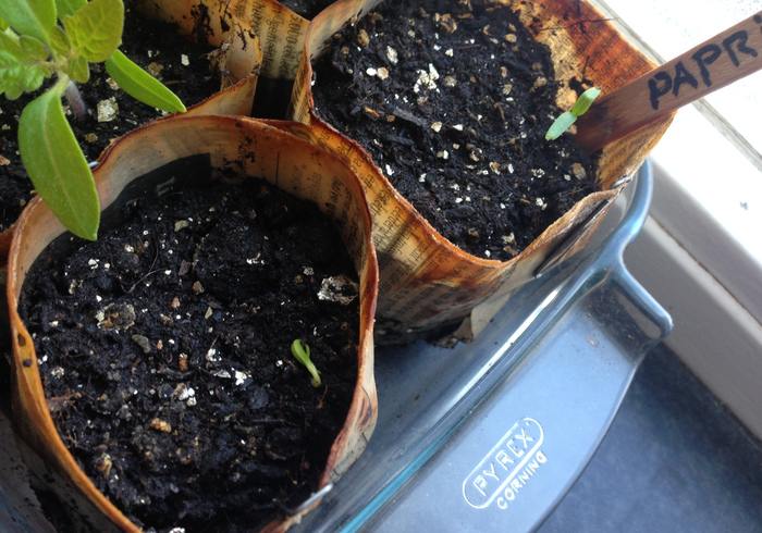 Zaailingen seedlings11