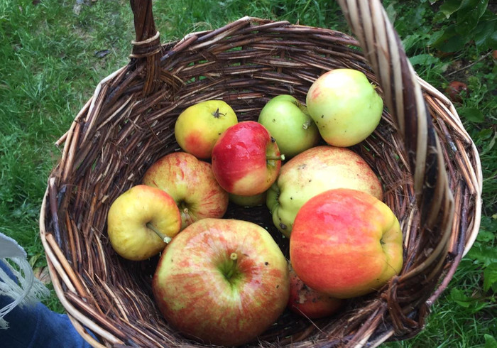 Buytenhof appels plukken 03