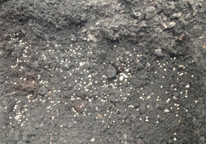 Moestuin 07