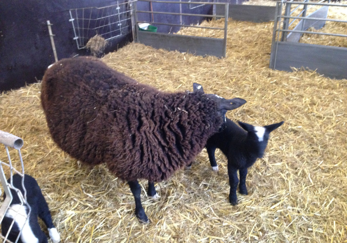 Lammetjes sidepicll
