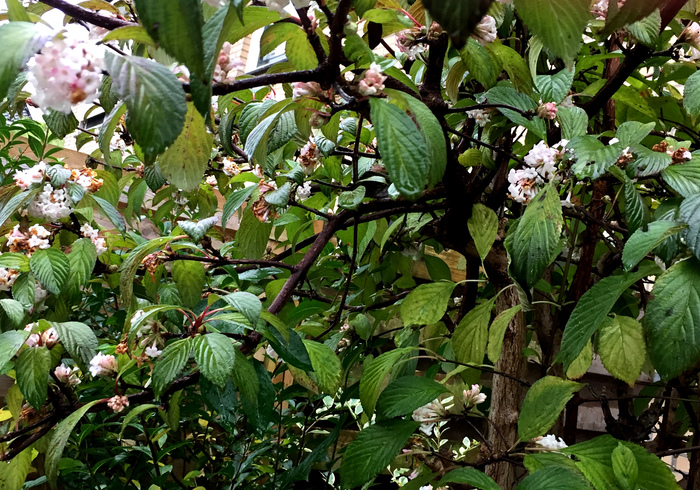 06.viburnum