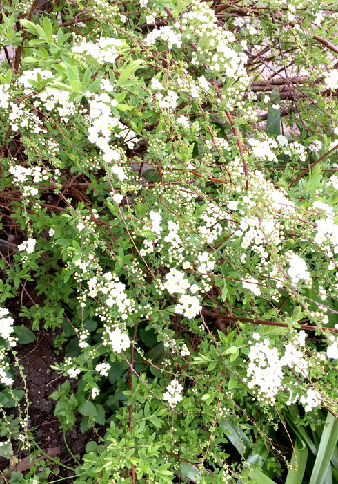 Spirea