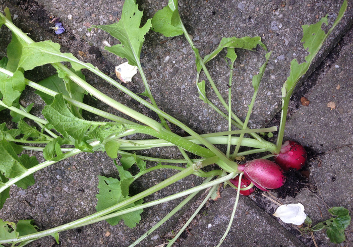 Moestuin sidepic