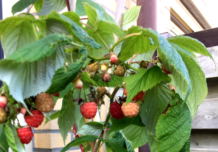 Oktober frambozen sidepicll