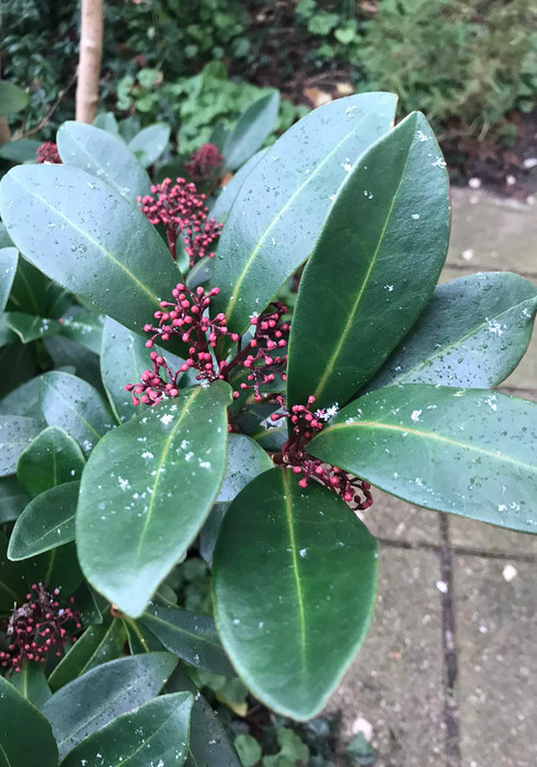 Skimmia