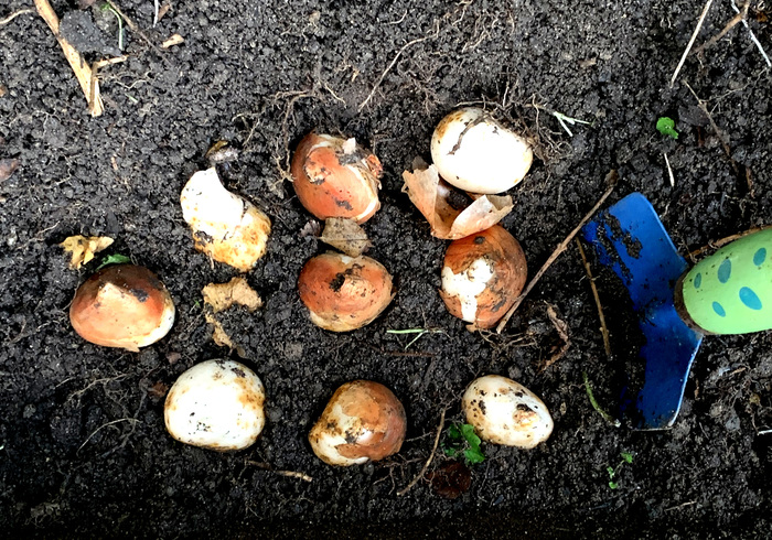 Oktober bollen planten