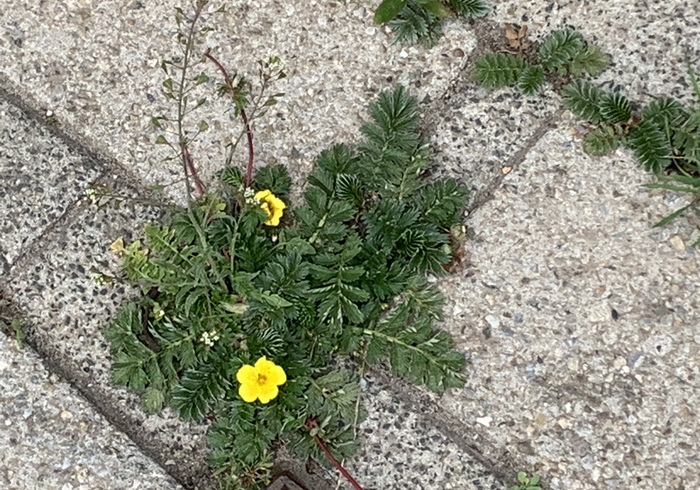 Zilverschoon   potentilla anserina