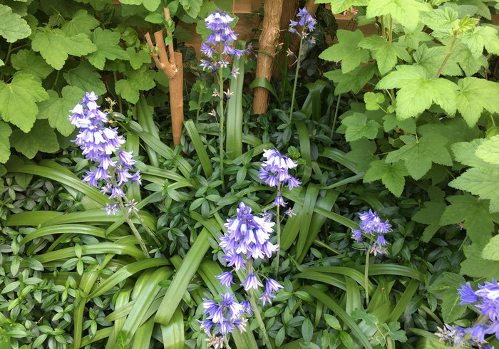 Bos hyancinthen blue bells