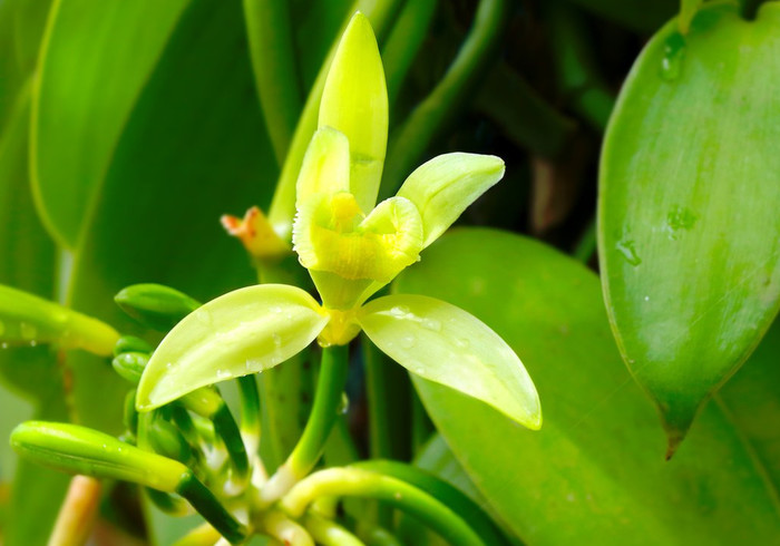 Vanille orchidee sidepic