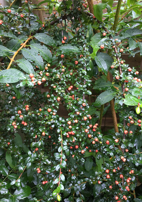 34. cotoneaster