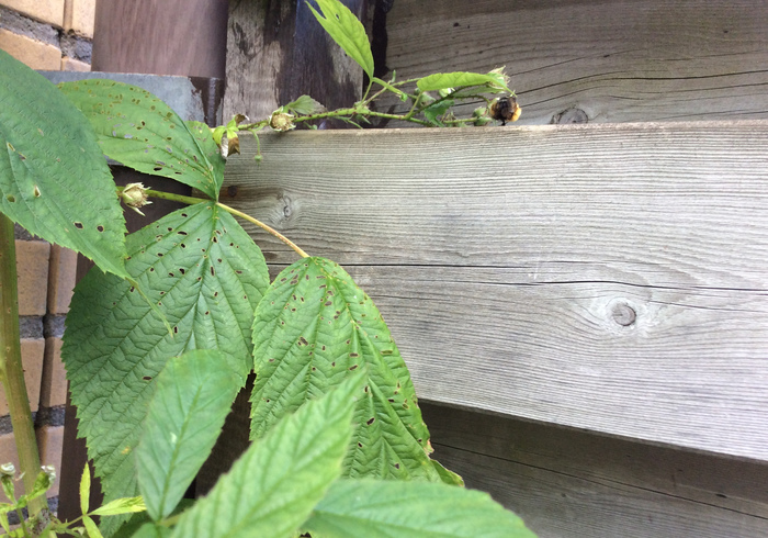 Raspberries 02