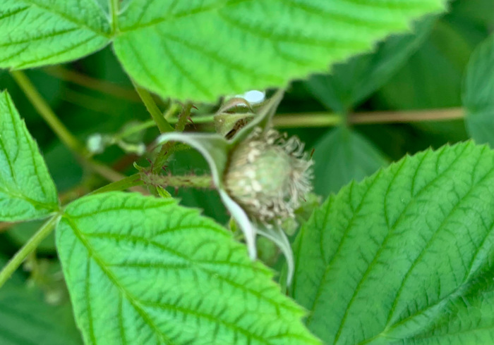 Moestuin sidepic