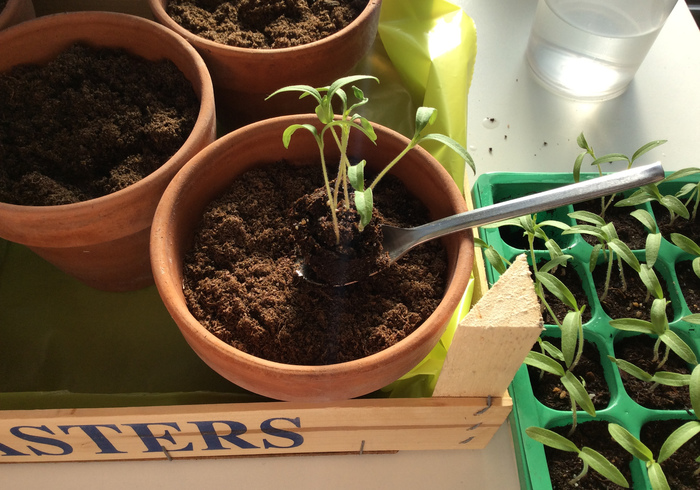 Tomato plants 12