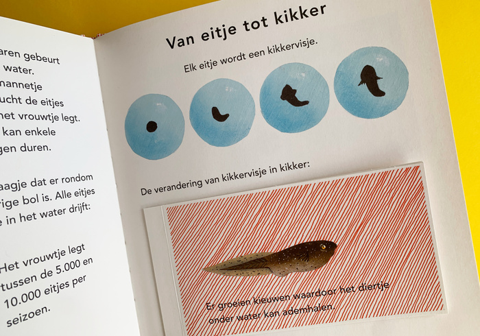 De kikker 03