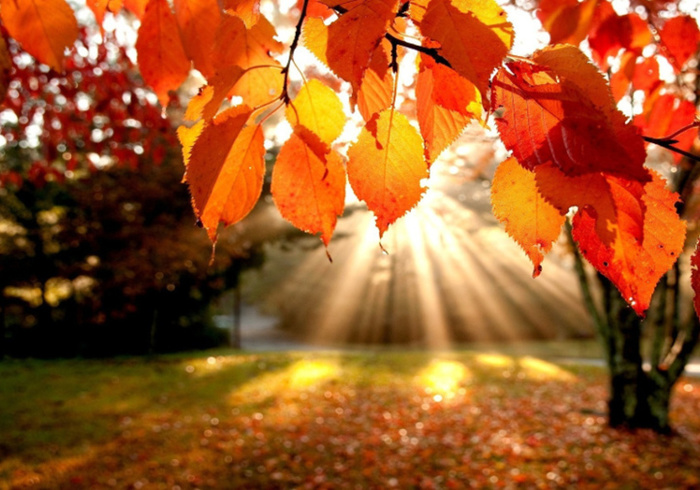 Herfst materiaal promo