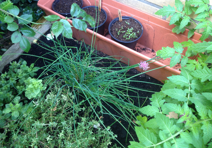Redo kitchen garden 05