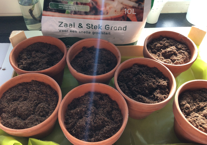 Tomato plants 11
