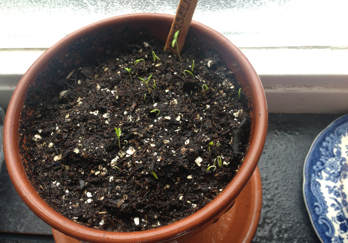 Zaailingen seedlings08