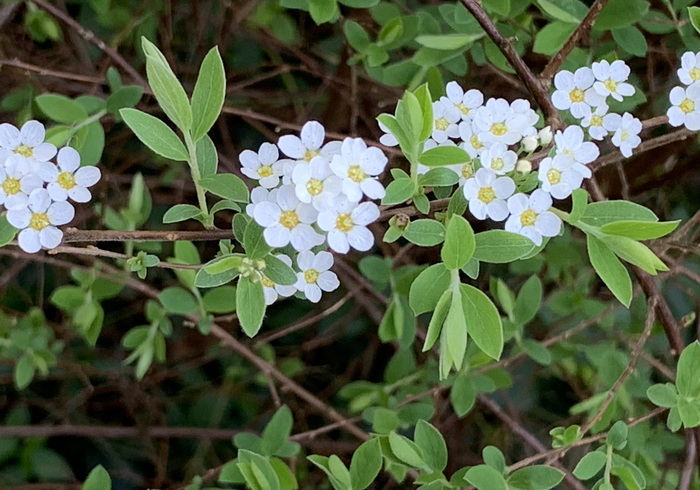 10. spirea