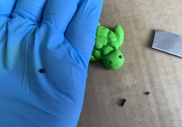 Zeeschildpadjes 24