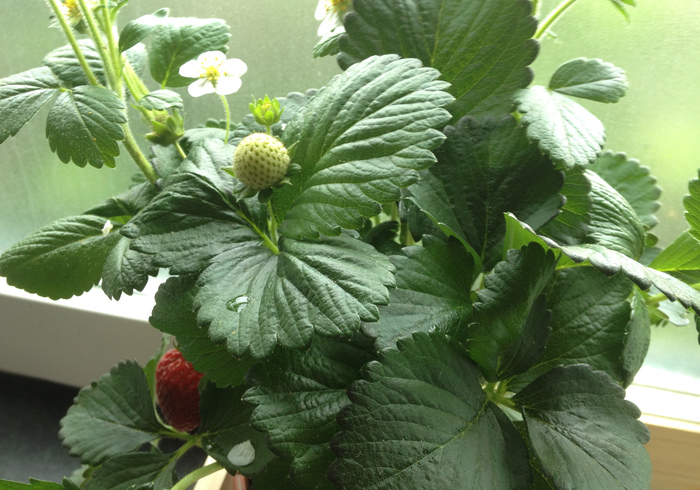 Moestuin 16 aardbeien
