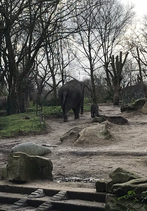 Blijdorp zoo 04