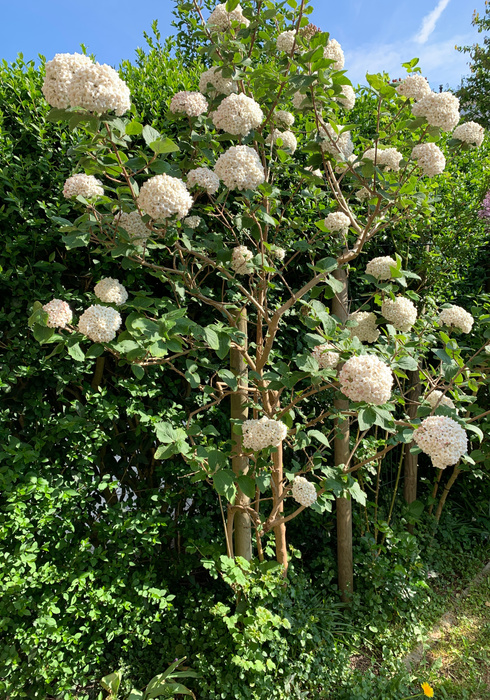 05. viburnum %28sneeuwbal%29