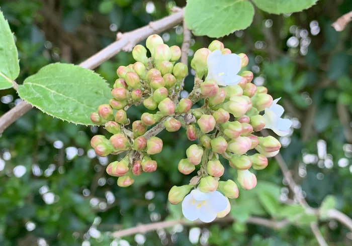 Viburnum%28sneeuwbal%29 03