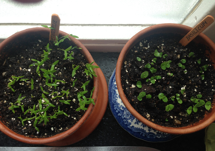 Zaailingen seedlings10
