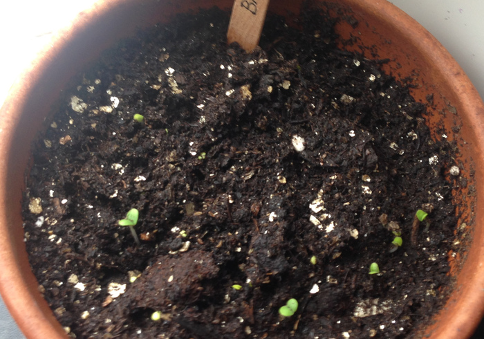 Zaailingen seedlings06