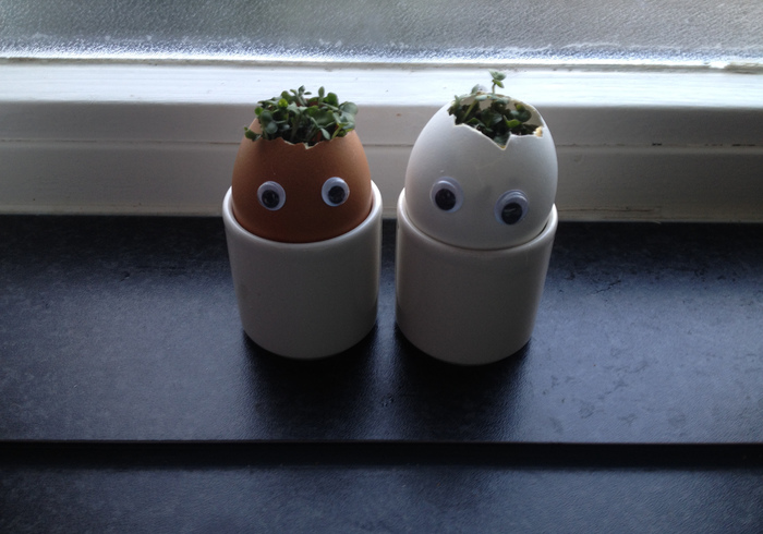 Cress eggs 11