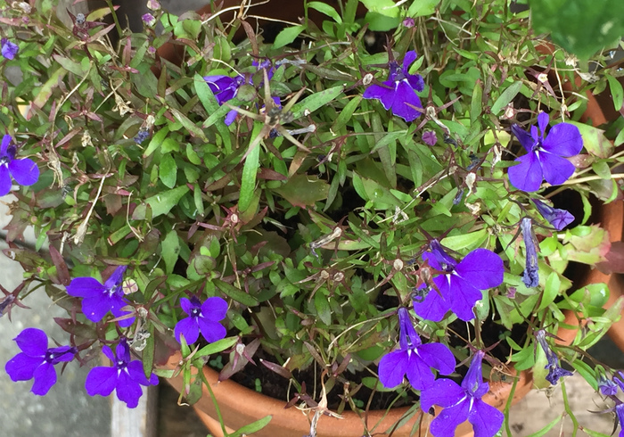 26. lobelia