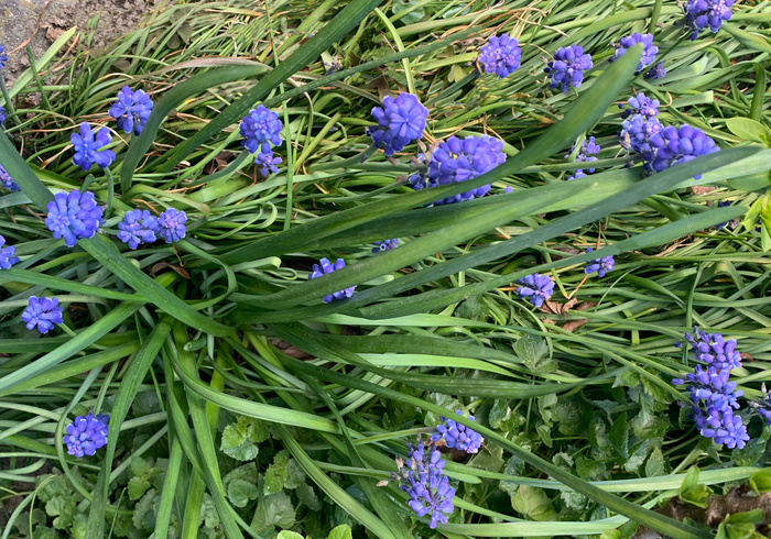 01 blauweduifjes. 