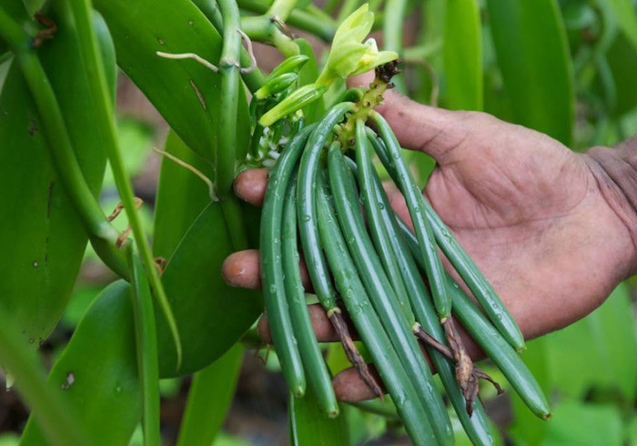 Vanille orchidee middlepic
