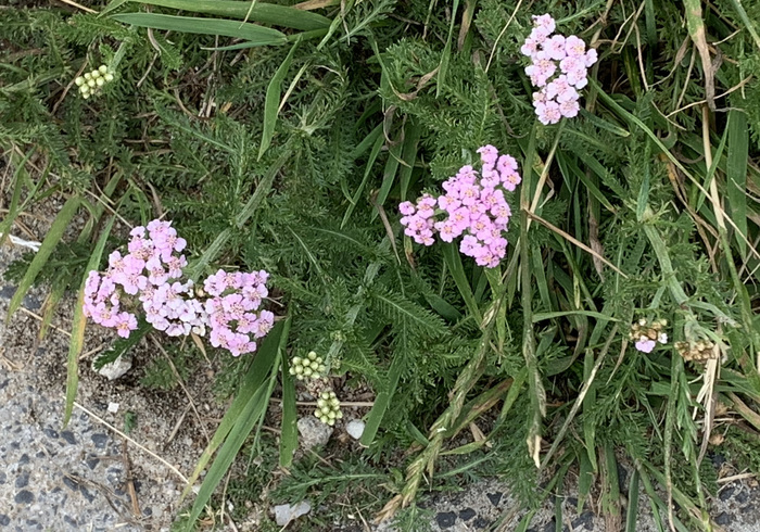 26. duizenblad   roze