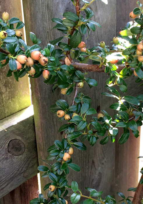 Oktober tuin 17