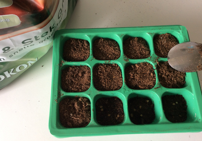 Tomato plants 04