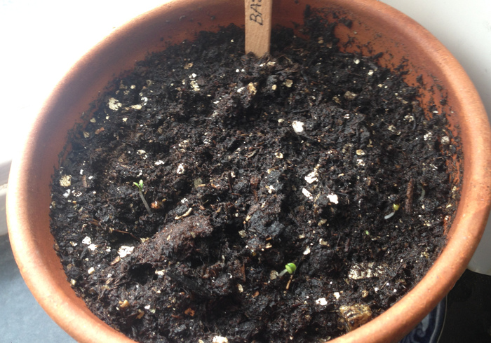 Zaailingen seedlings03