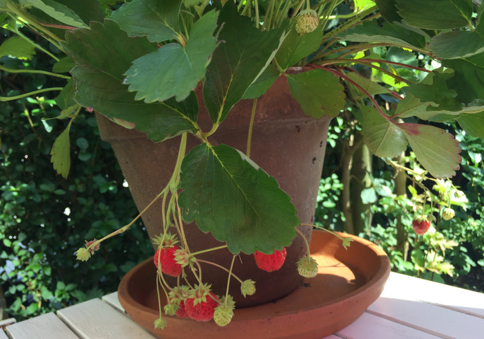 Aardbeien strawberries