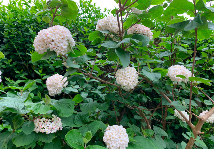 De lentetuin 12