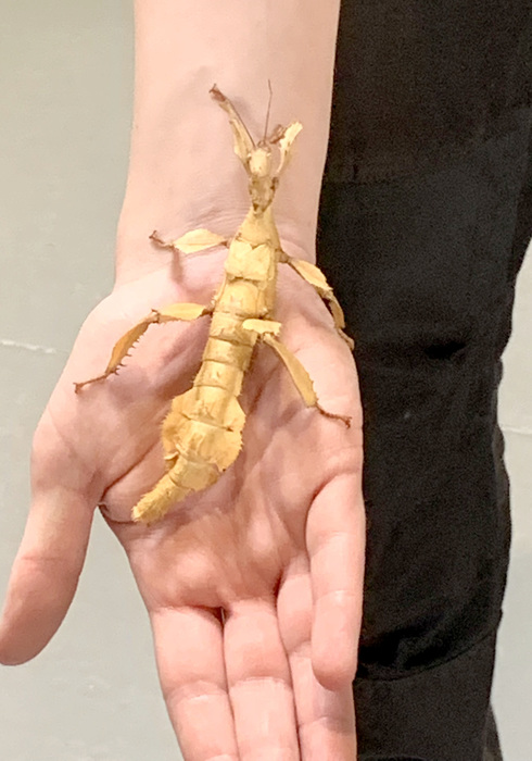 Reptielenhuis de aarde 15