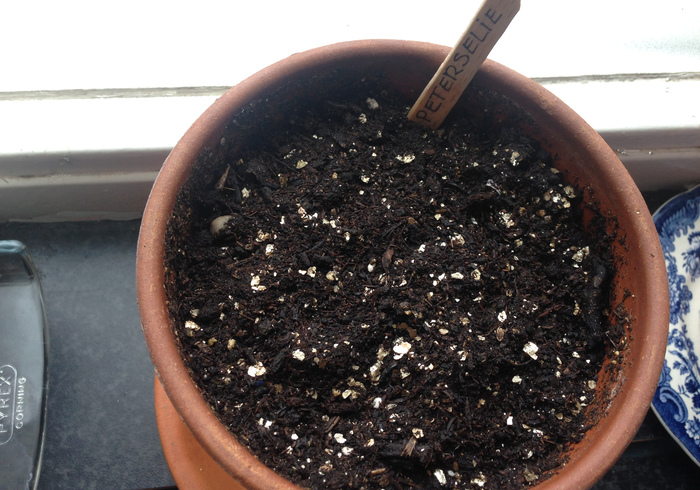 Zaailingen seedlings05